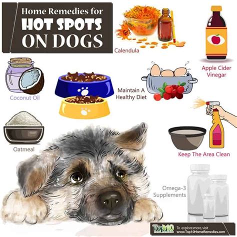 Home Remedies For Hot Spots On Dogs Top 10 Home Remedies Dog Hot