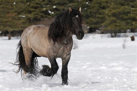 Poitevin Mulassier Or Trait Mulassier Is A Draft Horse From The Poitou