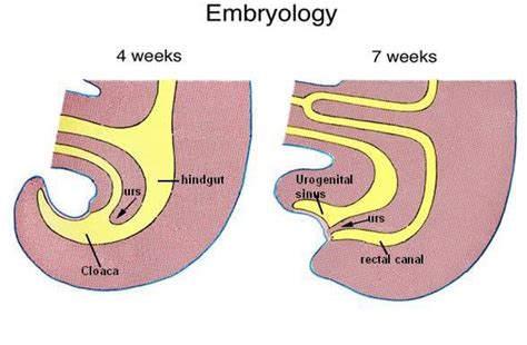 Division Of The Cloaca And Differentiation Of The Female