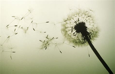 Dandelion Seeds Blown By Wind Photograph By Tom Branch Pixels