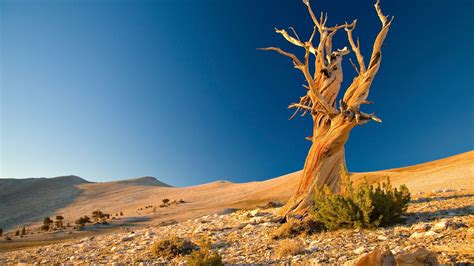 Tree Dead Desert Branches Plexus Stones Shrubs Sand Picture