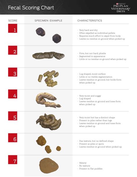 Vet Approved Cat Stool Chart Decoding Your Cats Poop Catscom Cat