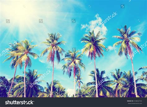 Coconut Palm Trees Perspective View Stock Photo 318832742 Shutterstock