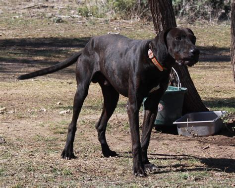 Plott Hound Puppies Rescue Pictures Information Temperament