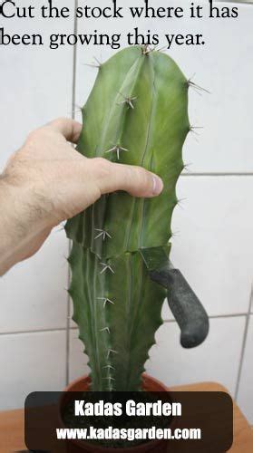 Depending on how much rot has affected the cactus, you may be able to trim off a healthy section and replant. Grafting Crested Cacti - How to graft a cactus crest ...