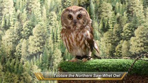 Cute Owl Video For Kids Pygmy And Saw Whet Owls Hd Youtube