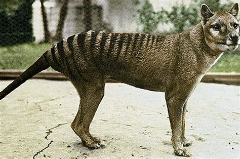 Tasmanian Tiger Coming Out of Extinction? - Your WISE Life
