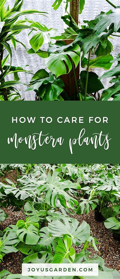 How to take care of monstera deliciosa. Monstera Deliciosa Care: A Tropical Beauty | Joy Us Garden ...