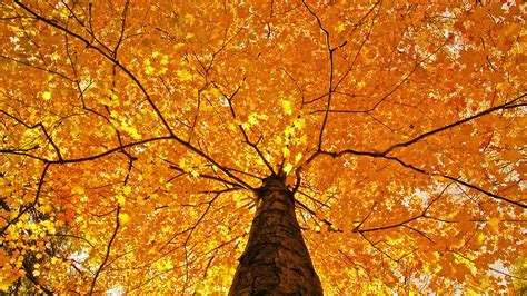 Nature Trees Leaves Color Yellow Autumn Wallpaper 1920x1080