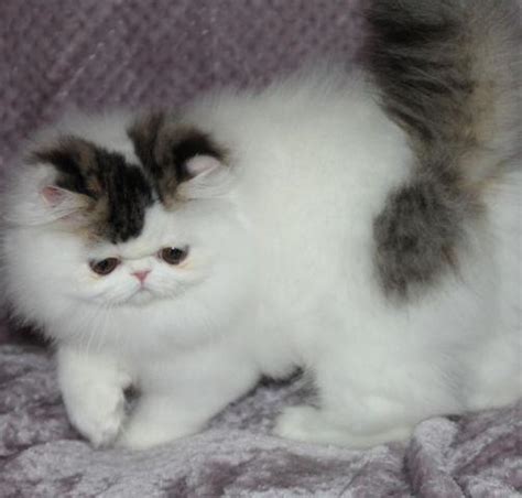 Cfa Persian Kitten Female For Sale In Clearview Washington Classified