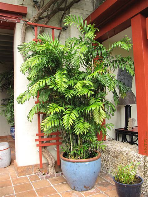 Bamboo Palm Tree Chamaedorea Seifrizii Landscape Size 8″ Round Pot