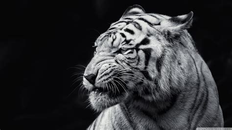 Download stunning white tiger images and illustration for free. Tiger Black and White Ultra HD Desktop Background ...
