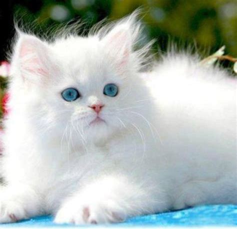 Own A Cute Fluffy White Cat Like This Its So Fluffy