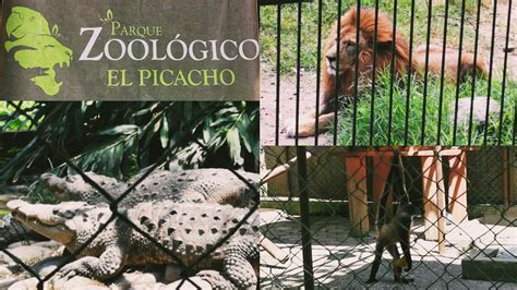Zoológico De El Picacho Tegucigalpa 🇭🇳 Youtube