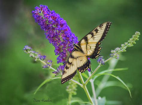 Eastern Tiger Swallowtail Photograph By Diane Hawkins Fine Art America
