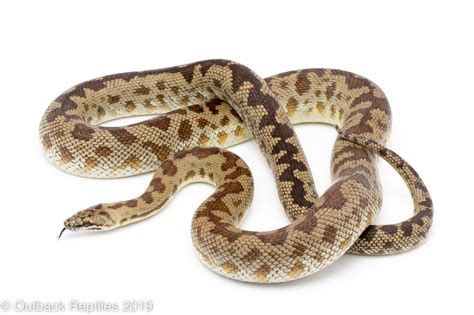Cape York Spotted Python Male 1 Outback Reptiles