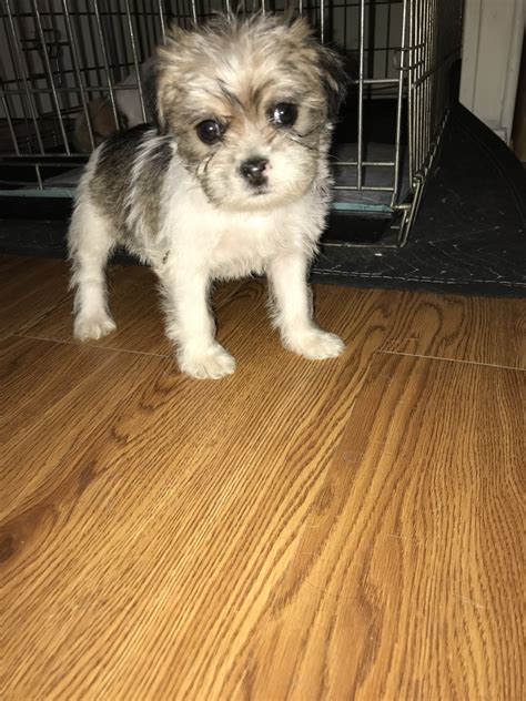 Find wolf hybrid puppies for sale and dogs for adoption. Shih Tzu Puppies For Sale | San Antonio, TX #342977