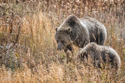 Female Grizzly Bear Teaching Cub How To Root For Food Wildlifephotography