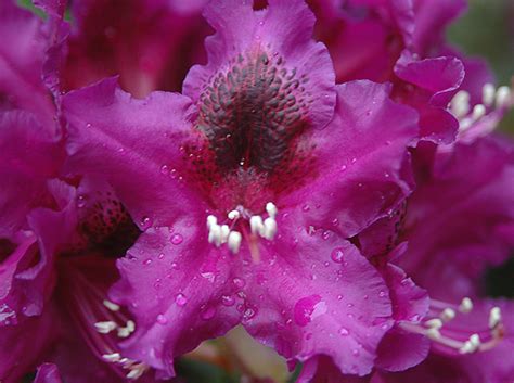 This broadleaf evergreen shrub is native to pacific coast forests and is popular amongst animals and humans. Rhododendron 'Purple Splendour' | Landscape Plants ...