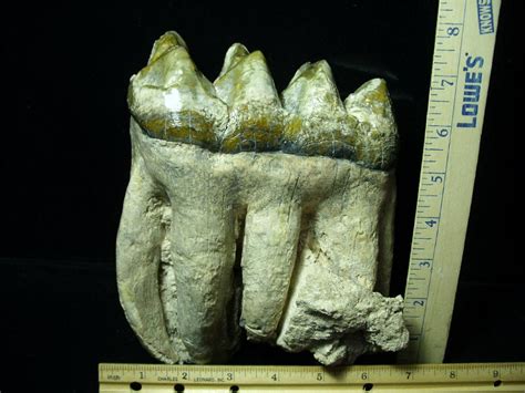 Mastodon Americanum Molar 011221h The Stones And Bones Collection