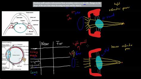 C35 Focusing On Near And Far Objects Hsc Biology Youtube