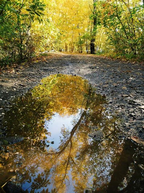 Reflection Of The Golden Autumn In A Puddle Stock Image Image Of