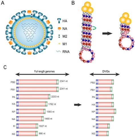 Viruses Free Full Text Defective Interfering Particles Of Influenza Virus And Their