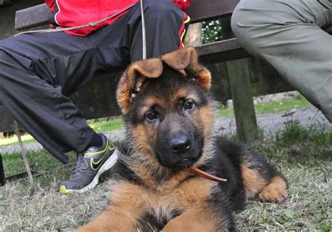 Mini German Shepherds Everything You Could Want To Know Atractivopets