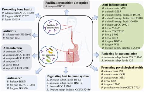 Frontiers Recent Development Of Probiotic Bifidobacteria For Treating