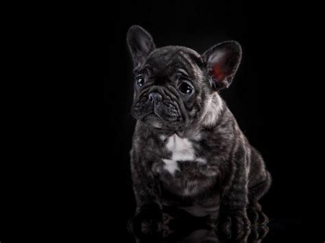 The french bulldog is small in size, and the teacup kind is not a variety but involves extremely miniature dogs which have been downsized to. Understanding French Bulldogs Colors - French Bulldog ...