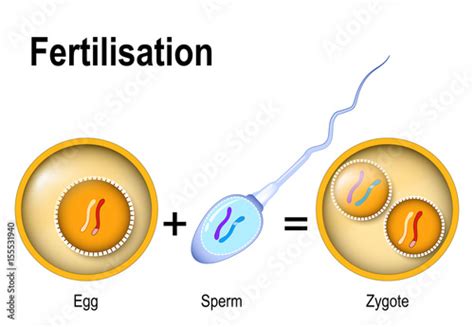 Fusion Of Two Haploid Gametes To Form A Diploid Zygote Stock Vector