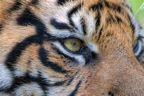 Sumatran Tiger Close Up Eye Of The Tiger Stock Photo Image Of