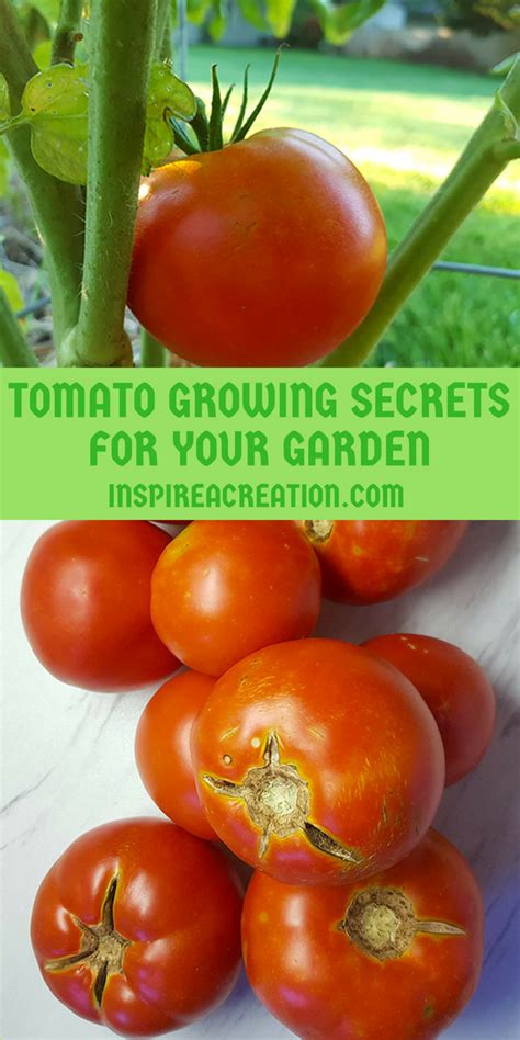 Tomato Growing Secrets For Your Garden Tips For Growing Tomatoes