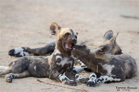 Ulusaba Painted Wolves And Their Puppies Ulusaba