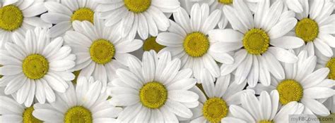 White Daisies Easynip Facebook Cover Cover Pics For Facebook Cover