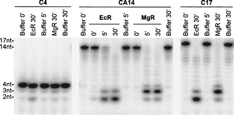 Exoribonuclease R In Mycoplasma Genitalium Can Carry Out Both Rna