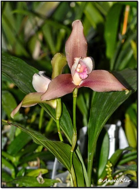 Planta liliácea de flores grandes y hermosas / liliaceas y orquideas flores hermosas para tu. Planta Liliácea, De Flores Grandes Y Hermosas - Las ...