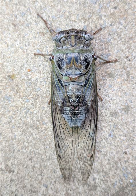 Northern Dusk Singing Cicada True Bugs Of The Richmond Chesterfield And Henrico Area