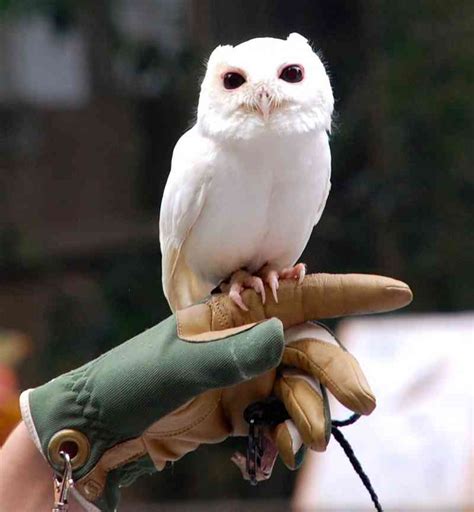 Albino Owl Owls