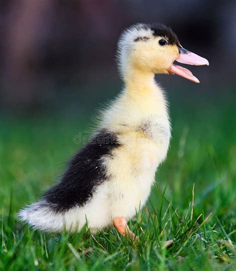 Cute Small Fluffy Duckling Outdoor Yellow Baby Duck Bird On Spring