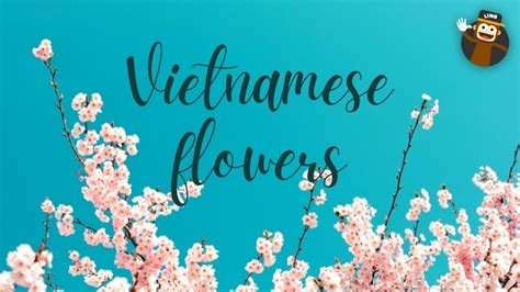 10 Important Flowers In Vietnamese Ling App