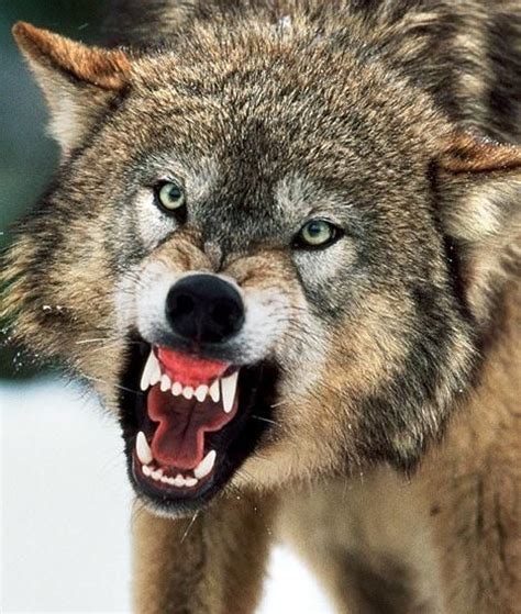 The 25+ best Angry wolf ideas on Pinterest | Wolf black, Wolf black and