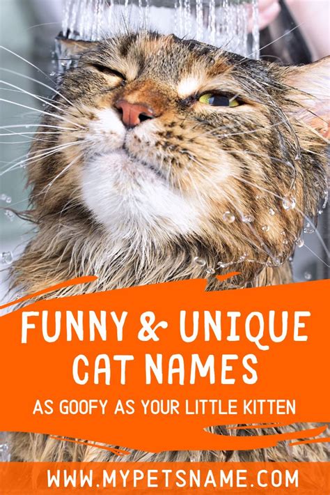 Funny And Unique Cat Names Cool Pet Names Unique Cat Names Cat Names