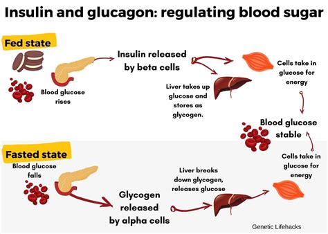 Regulation Of Blood Glucose Concentration