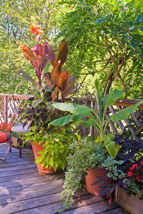 77 Tropical Container Gardening Ideas Container Gardening Plants