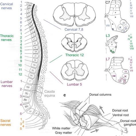 011 Propriospinal Neurons In The C3 C4 Segments Of The Spinal Cord And