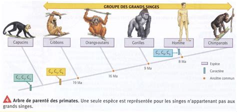 SVT 3eme Chap 2 L évolution des espèces au cours du temps Science et Foi