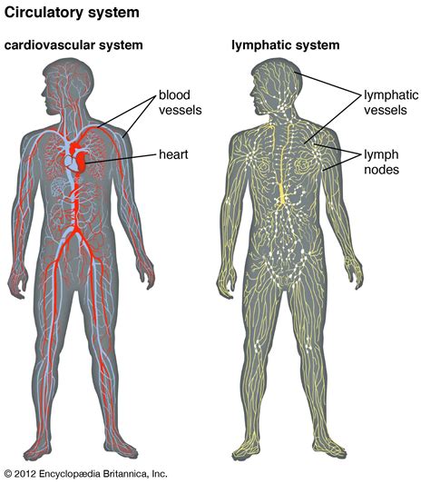 circulatory system - Kids | Britannica Kids | Homework Help
