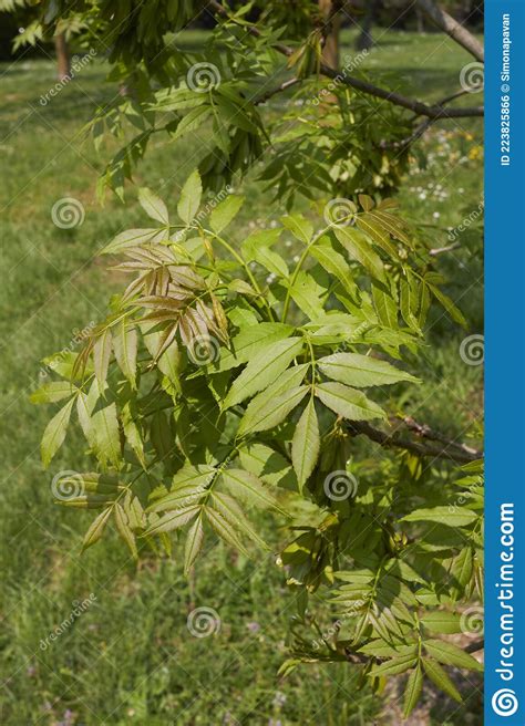 Fraxinus Excelsior Branch Close Up Stock Photo Image Of Environment