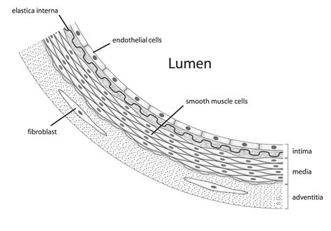 The Endothelium An Interface Between Blood Tissue And Lymph Facellitate